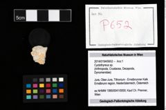 Foto (Objekt + Etikett) von Cyclothyreus sp.  (NHMW-GEO-2014-0194-0652)